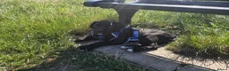 Cane Corso dogs for sale: Cane corso  - Advert 4