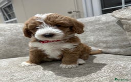 Australian Labradoodle dogs for sale: Australian Labradoodles - Image 9
