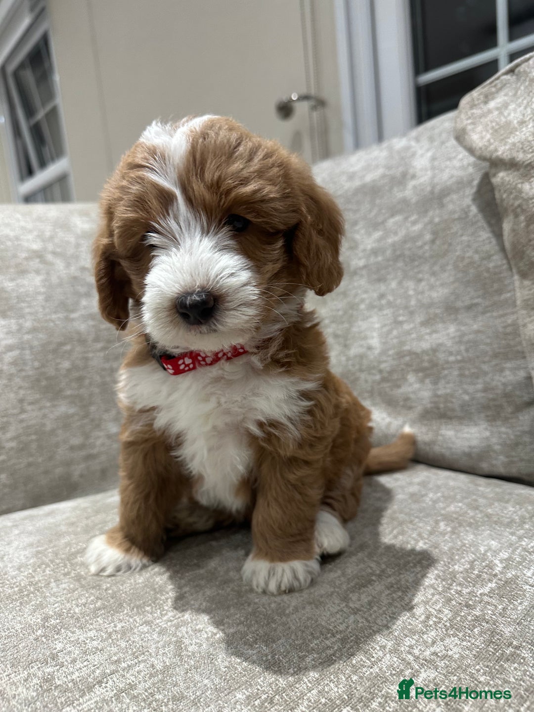 Australian Labradoodle dogs for sale: Australian Labradoodles - Image 9