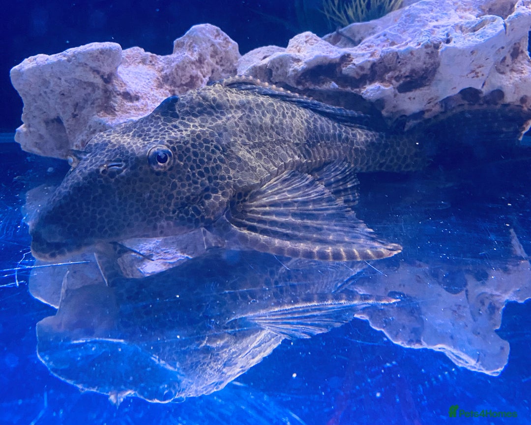 Plecos fish for sale: Pleco 12/13 inch - Image 3
