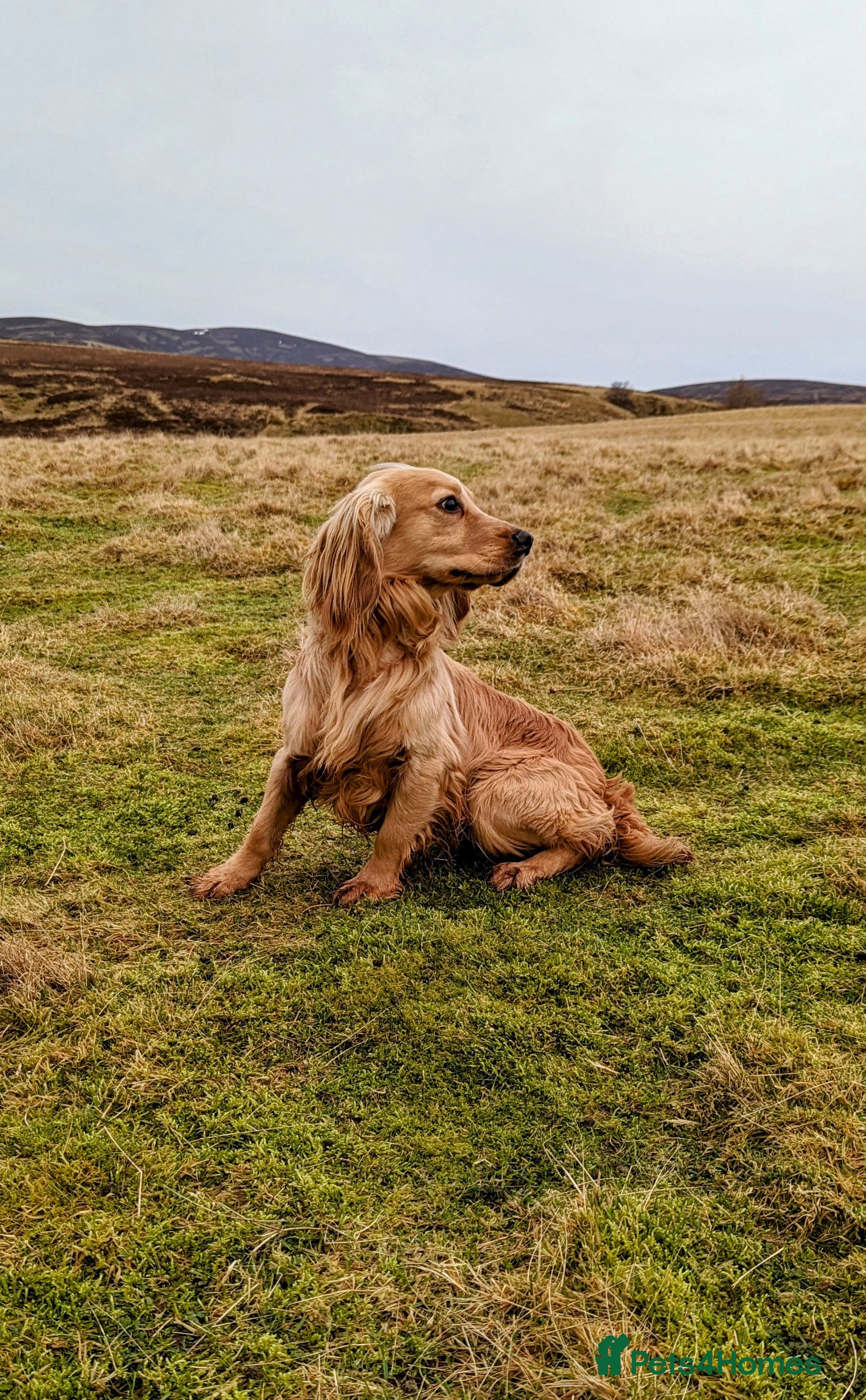 Cocker Spaniel dogs Shug - Fully Health Tested Gold WCS Stud - Advert 5