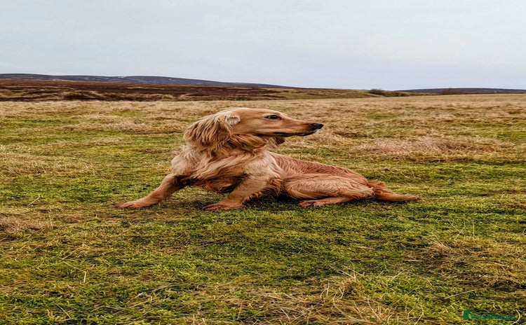 Cocker Spaniel dogs - Advert 2