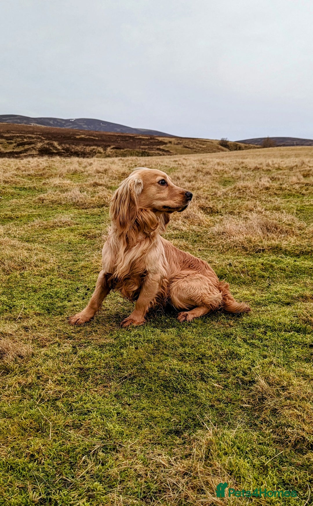 Cocker Spaniel dogs for stud: Shug - Fully Health Tested Gold WCS Stud - Image 1