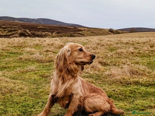Cocker Spaniel dogs Shug - Fully Health Tested Gold WCS Stud - Advert 7