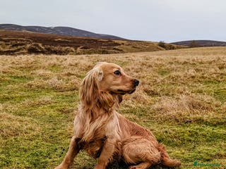 Cocker Spaniel dogs Shug - Fully Health Tested Gold WCS Stud - Advert 8