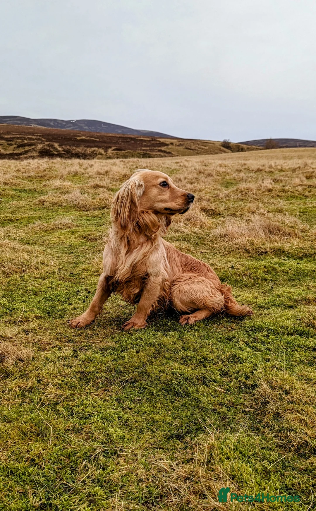 Cocker Spaniel dogs for stud: Shug - Fully Health Tested Gold WCS Stud - Advert 1
