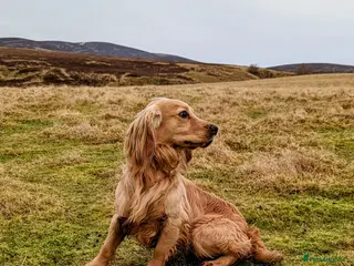 Cocker Spaniel dogs Shug - Fully Health Tested Gold WCS Stud - Advert 22