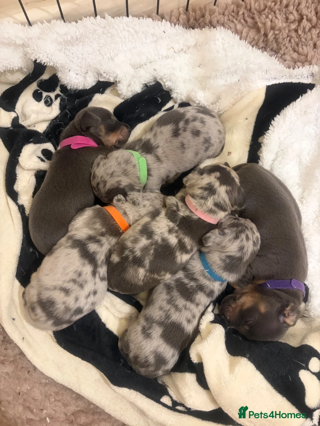 Jackshund dogs for sale: Jackhaunds miniature little - Advert 2