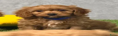 Cavapoo 2