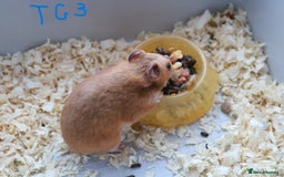 Hamster rodents for sale: Young Syrian Hamsters - Image 23