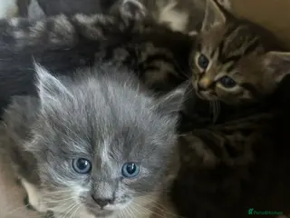 Mixed Breed cats ragdoll X kittens - Advert 11