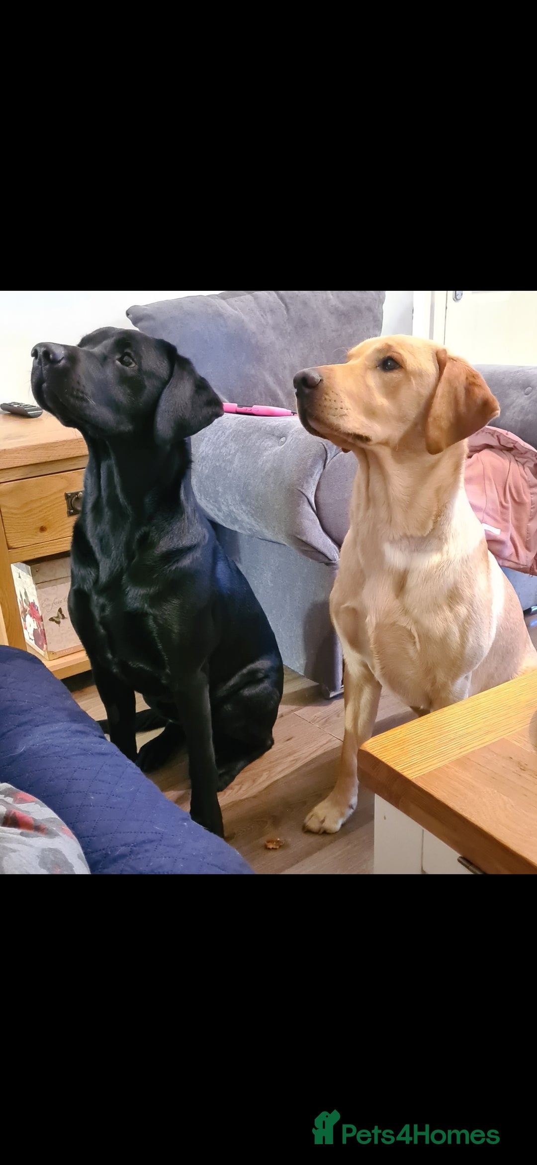 Labrador Retriever dogs for stud: Unproven Labrador Stud NO FEE. KC reg/BVA screened in Brecon - Advert 21
