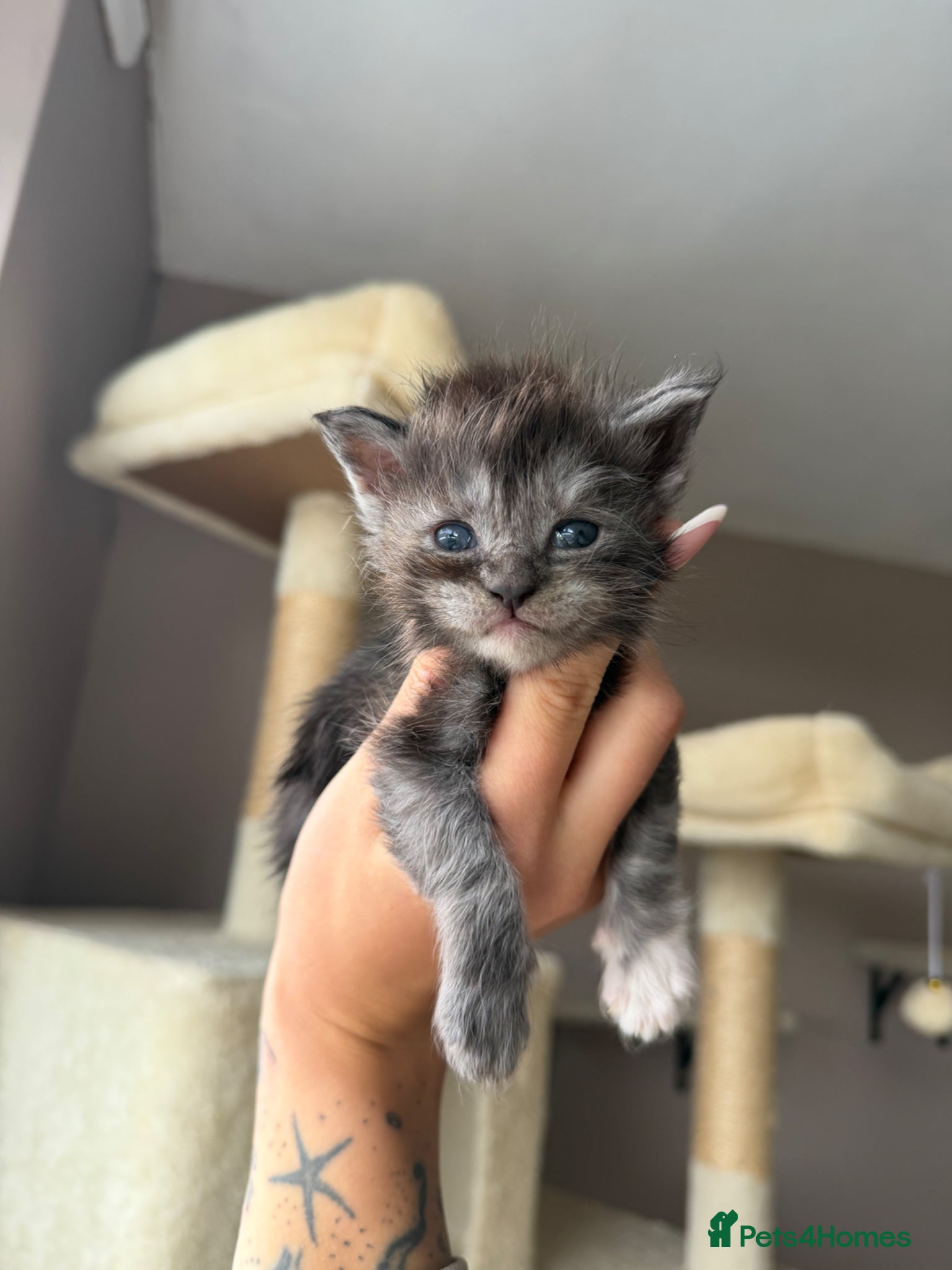 Maine Coon cats for sale: Moons Maines Maine Coon Kittens  - Advert 1