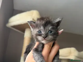Maine Coon cats for sale: Moons Maines Maine Coon Kittens - Advert 1