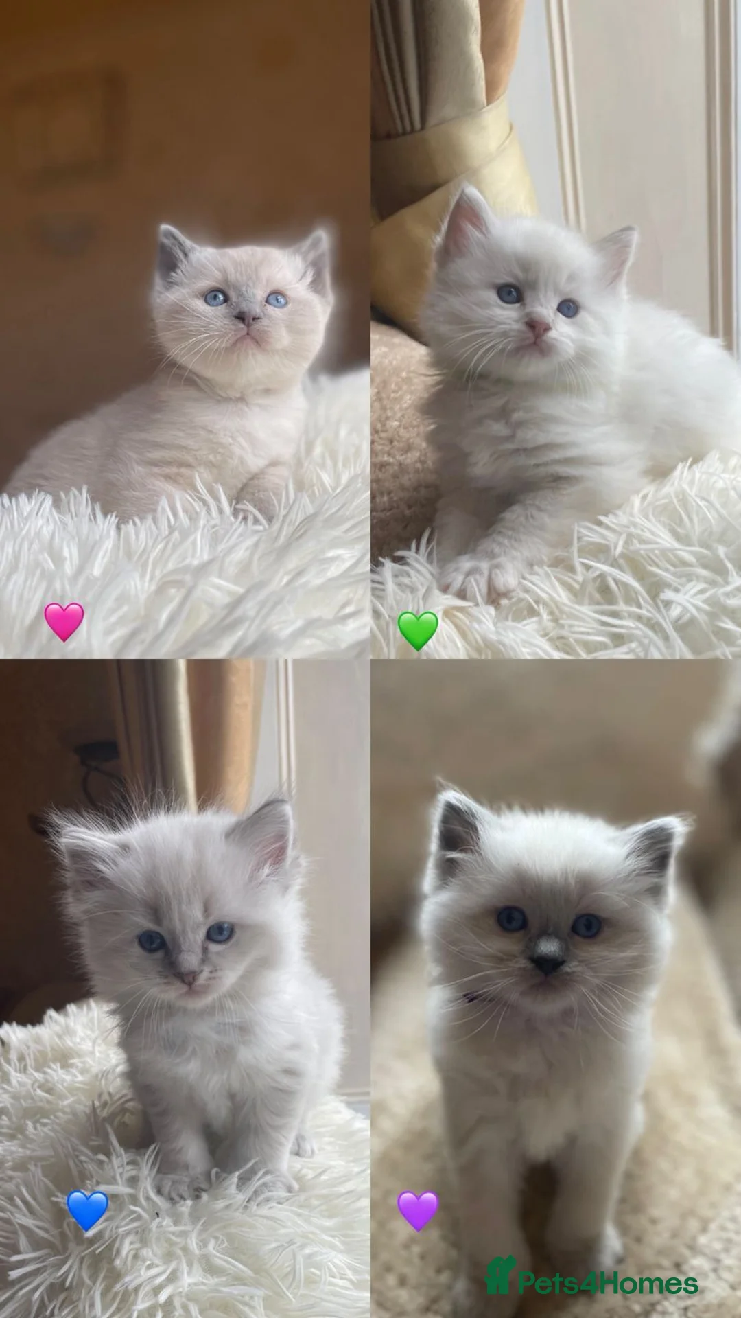 Ragdoll cats for sale: Beautiful Ragdoll Kittens  - Advert 1