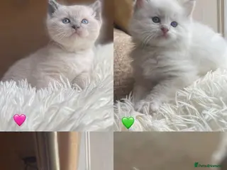 Ragdoll cats Beautiful Ragdoll Kittens - Advert 11