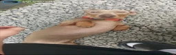 Miniature Dachshund dogs for sale: Beautiful mini dachshunds for sale - Advert 12