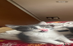 Mixed Breed cats for sale: Female Russian blue and British shorthair mix  - Image 7
