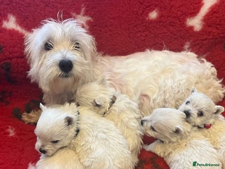 West Highland Terrier dogs - Advert 20