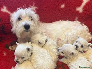 West Highland Terrier dogs Beautiful west highland terrier puppies for sale - Advert 4