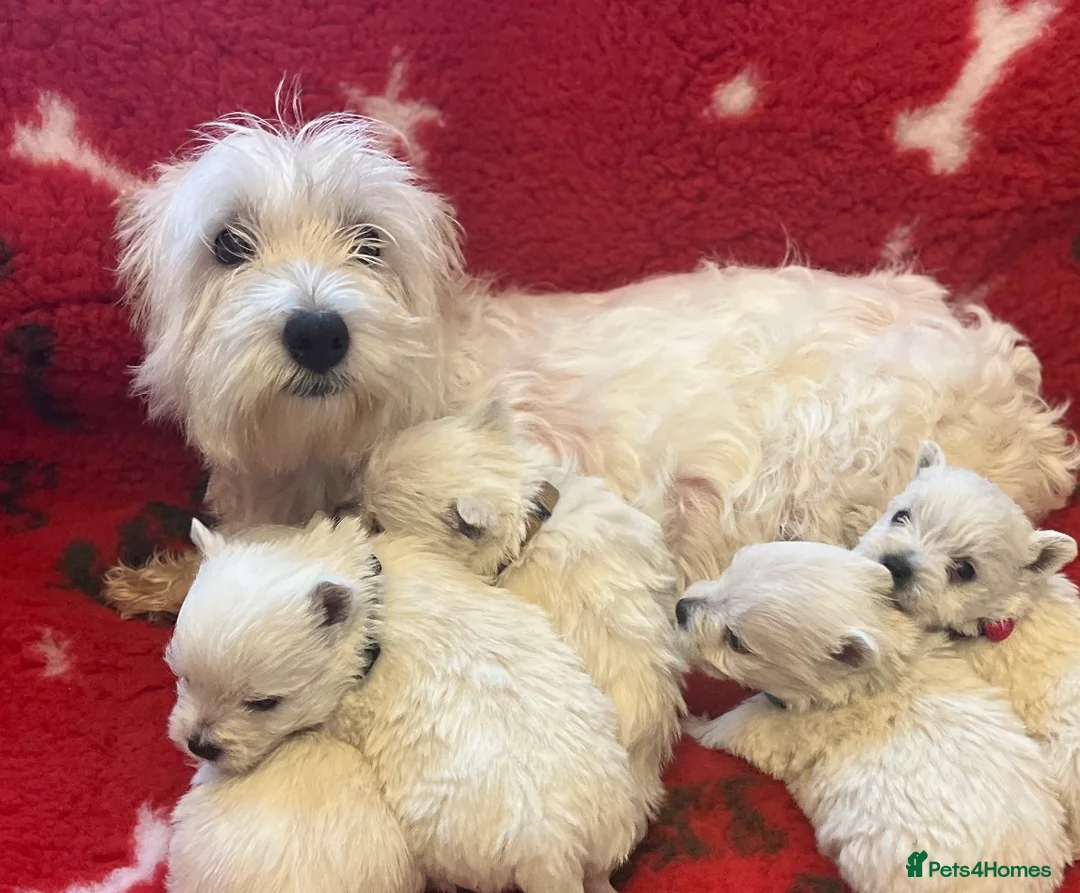 West Highland Terrier dogs for sale: Beautiful west highland terrier BOY for sale  - Advert 3