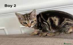 Bengal cats for sale: Gorgeous bengal kittens. READY NOW!!!! - Image 7