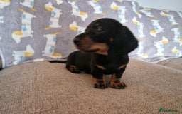 Miniature Dachshund dogs for sale: **ready now* KC registered mini Dachshund puppy - Image 4