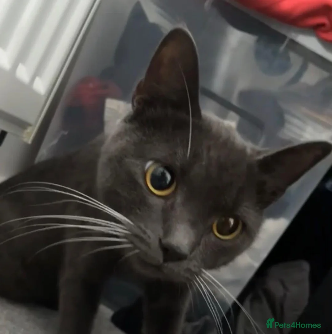 Mixed Breed cats for sale: 1 Year Old Male Cat for rehoming  in Slough - Advert 2