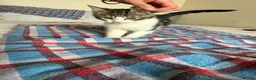 Mixed Breed cats for sale: Kitten - Advert 3