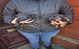 Patterdale Terrier dogs for sale: Patterdale Puppies - Advert 8