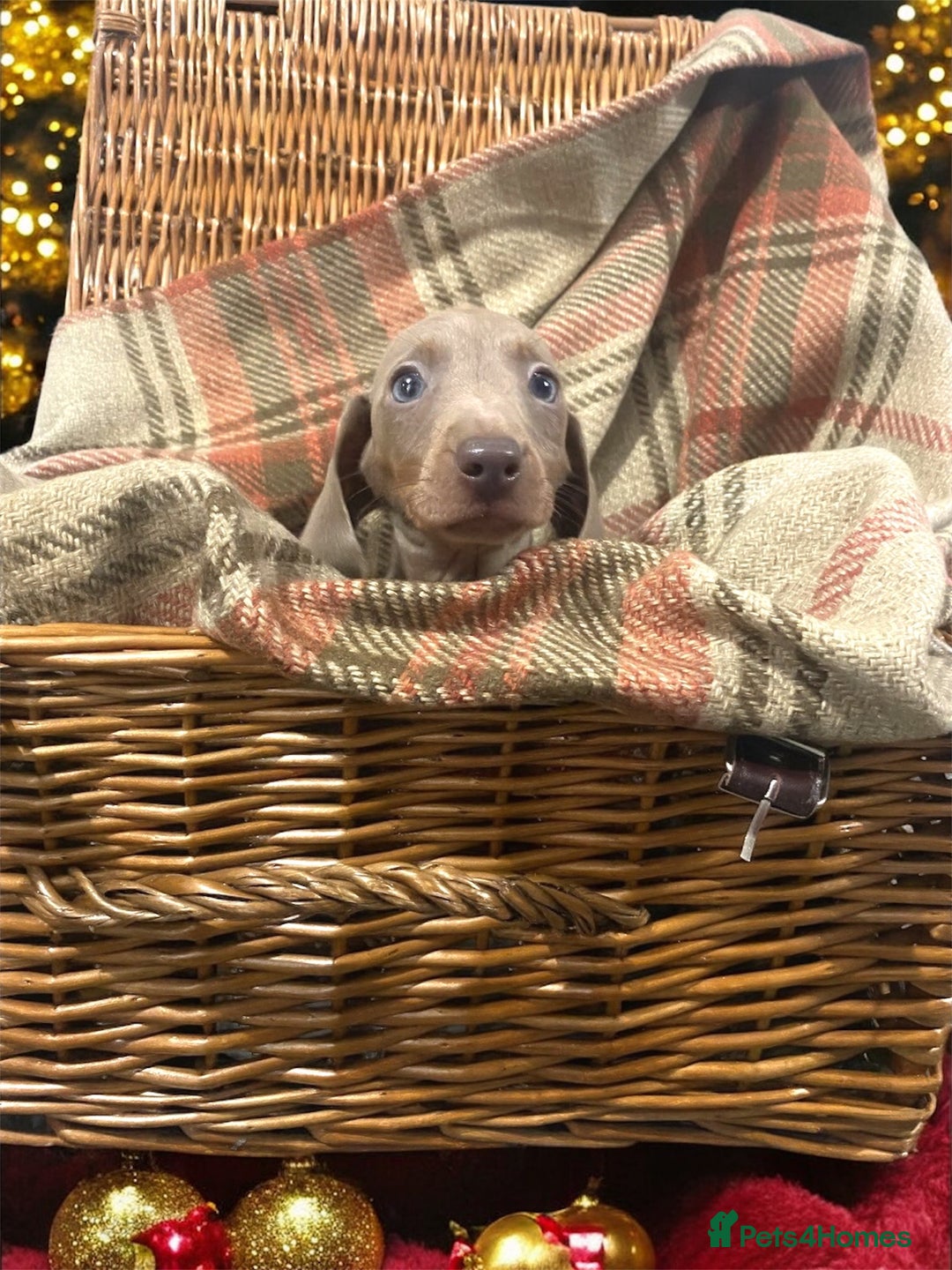 Miniature Dachshund dogs for sale: 3 beautiful miniature dachshund boys - Advert 7