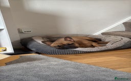 French Bulldog dogs for sale: Spud - rehoming  - Image 3