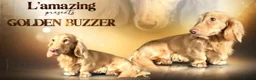 Miniature Dachshund dogs for sale: Stunning 5 ⭐️ long-haired miniature dachshunds - Advert 9