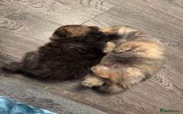 Pomeranian dogs for sale: Two little boys - Image 6
