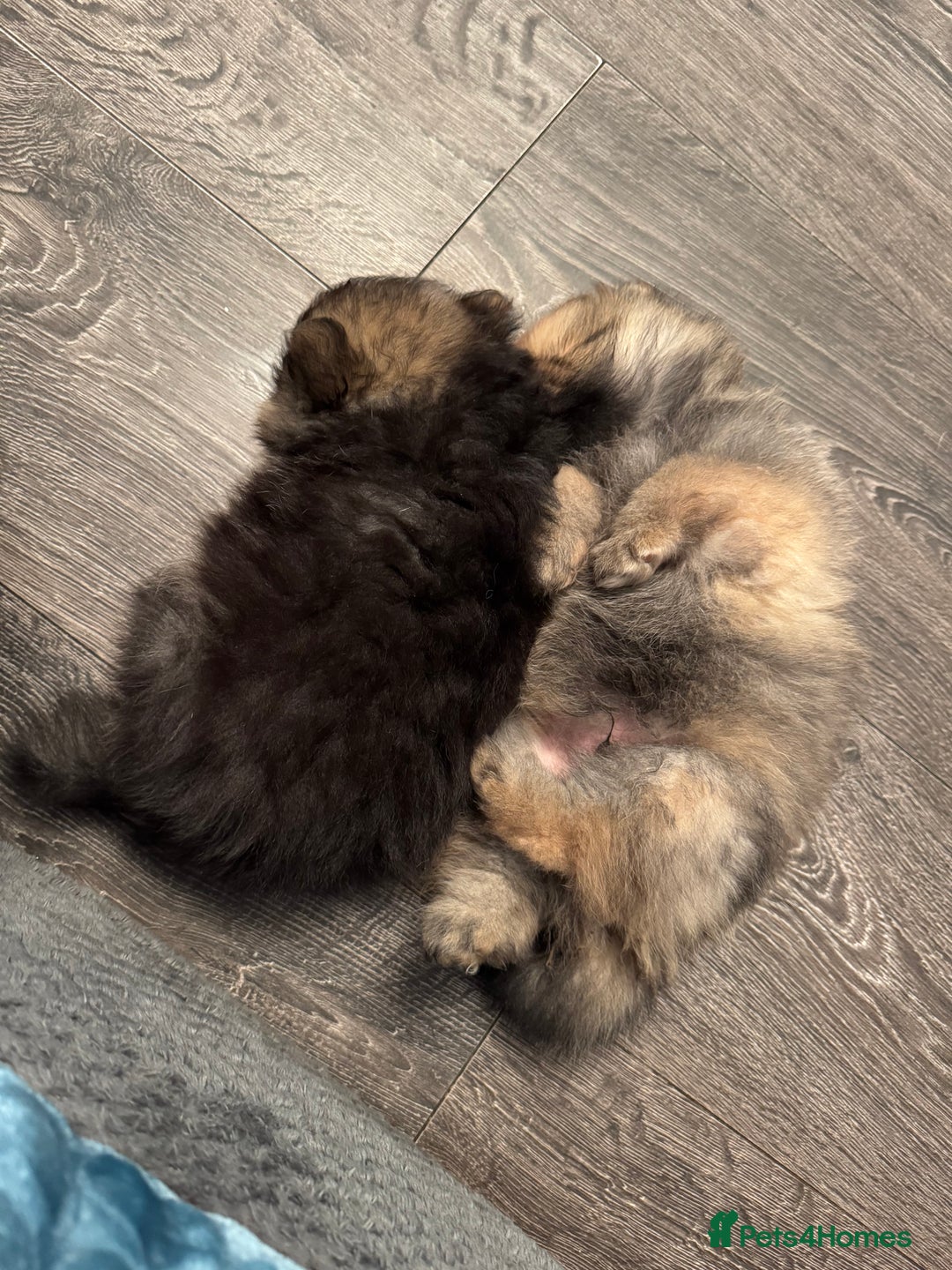 Pomeranian dogs for sale: Two little boys - Image 6