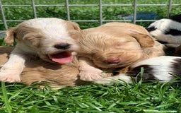 Cockapoo dogs for sale: Stunning F1 show Cockapoos  - Image 18