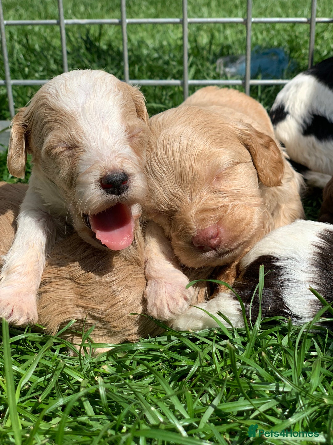 Cockapoo dogs for sale: Stunning F1 show Cockapoos  - Image 18