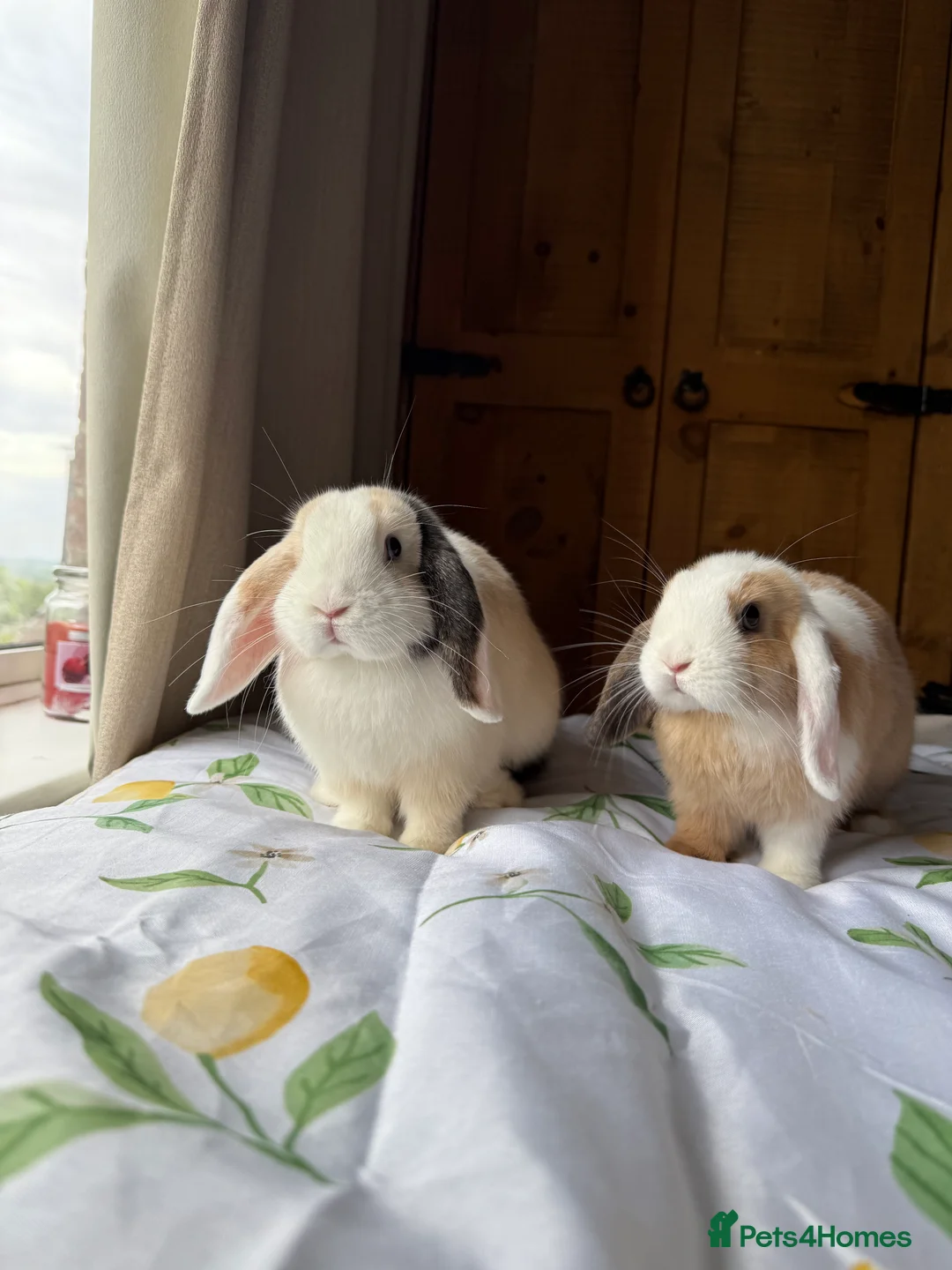 Mini Lop rabbits for sale: 2 beautiful sister mini lops 🤍 - Advert 1