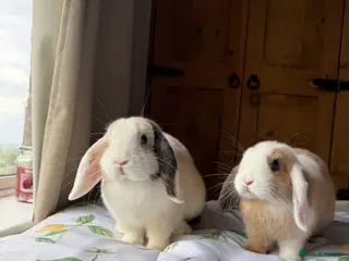 Mini Lop rabbits 2 beautiful sister mini lops 🤍 - Advert 1