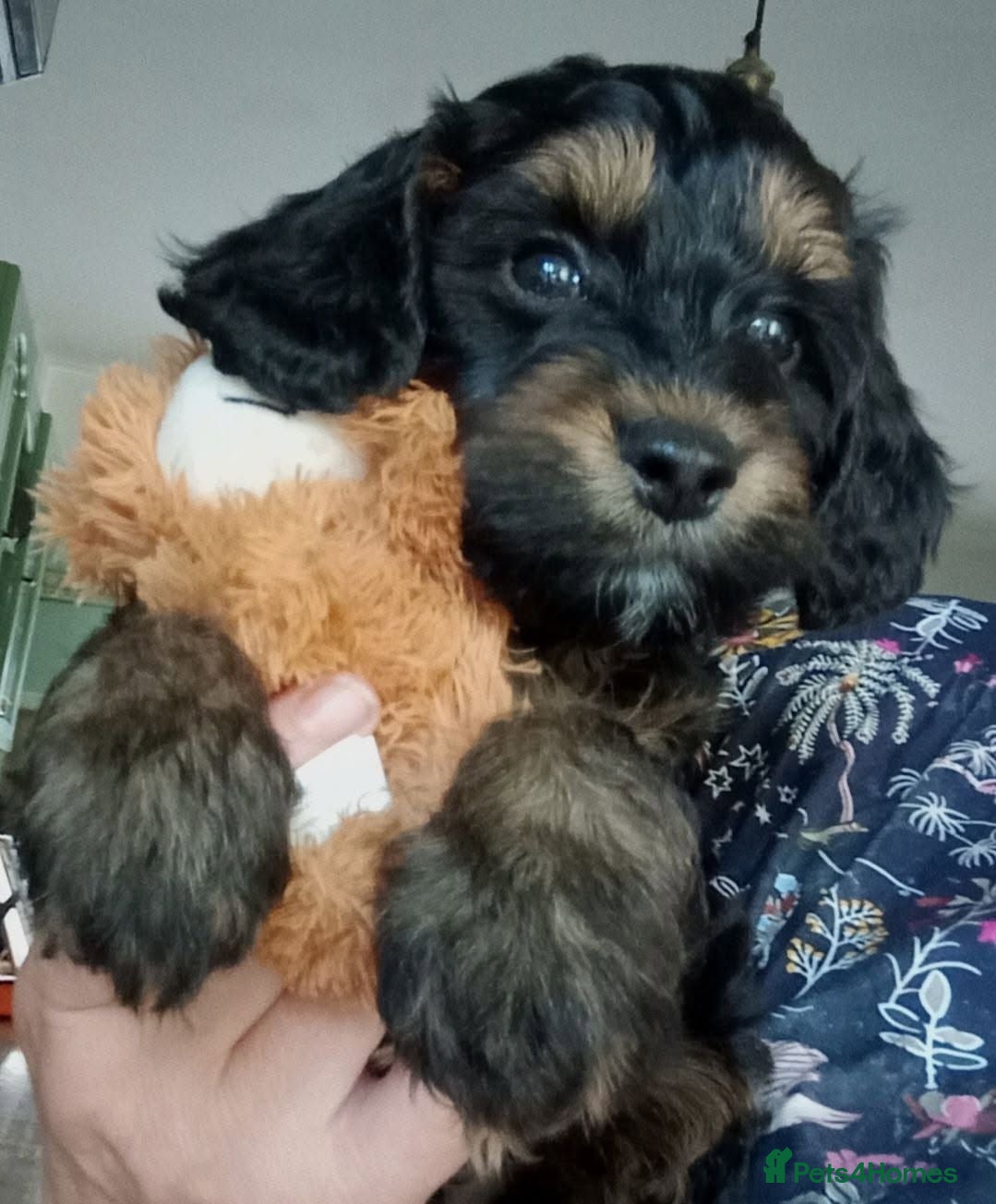 Cockapoo dogs Last Stunning F1 Male Cockapoo Remain Out Of 5. - Advert 2
