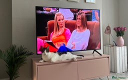 Domestic Shorthair cats for sale: Two beautiful cats looking for a new loving home. - Advert 11