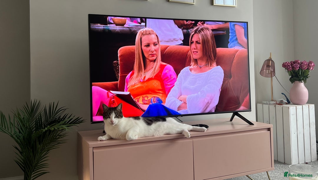 Domestic Shorthair cats for sale: Two beautiful cats looking for a new loving home. - Advert 11