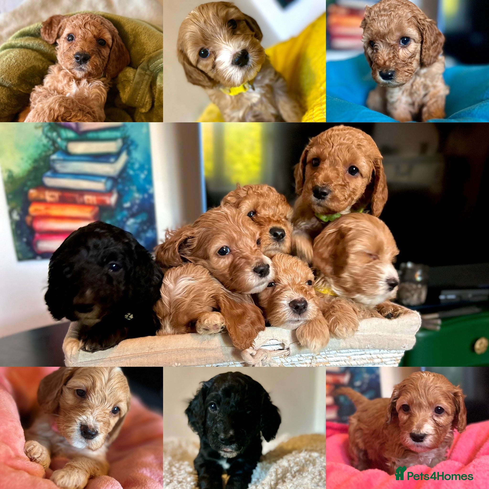Cockapoo dogs Last litter allert! - Advert 15