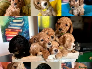 Cockapoo dogs Last litter allert! - Advert 15