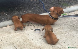 Dachshund dogs for sale: Dachshund puppy’s  - Image 4