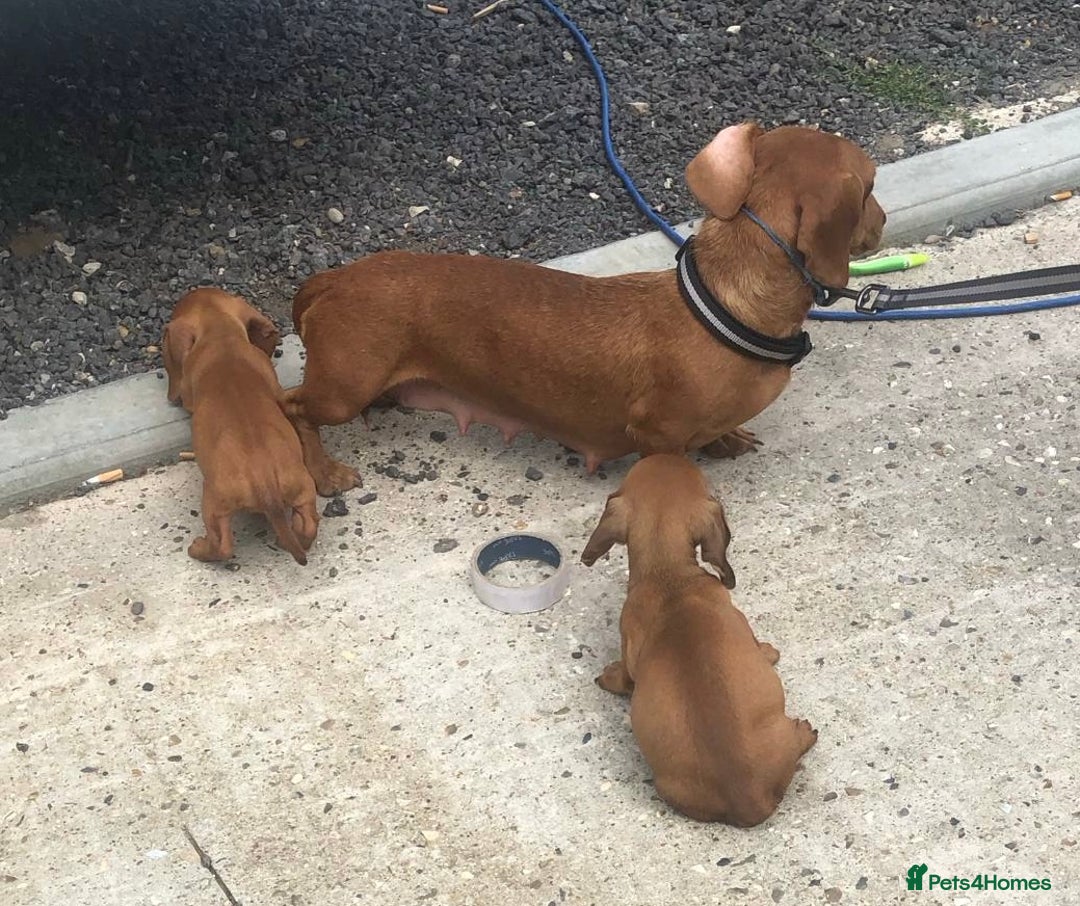 Dachshund dogs for sale: Dachshund puppy’s  - Image 4