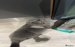 British Shorthair cats for sale: GCCF Active British shorthair blue queen for sale - Image 8