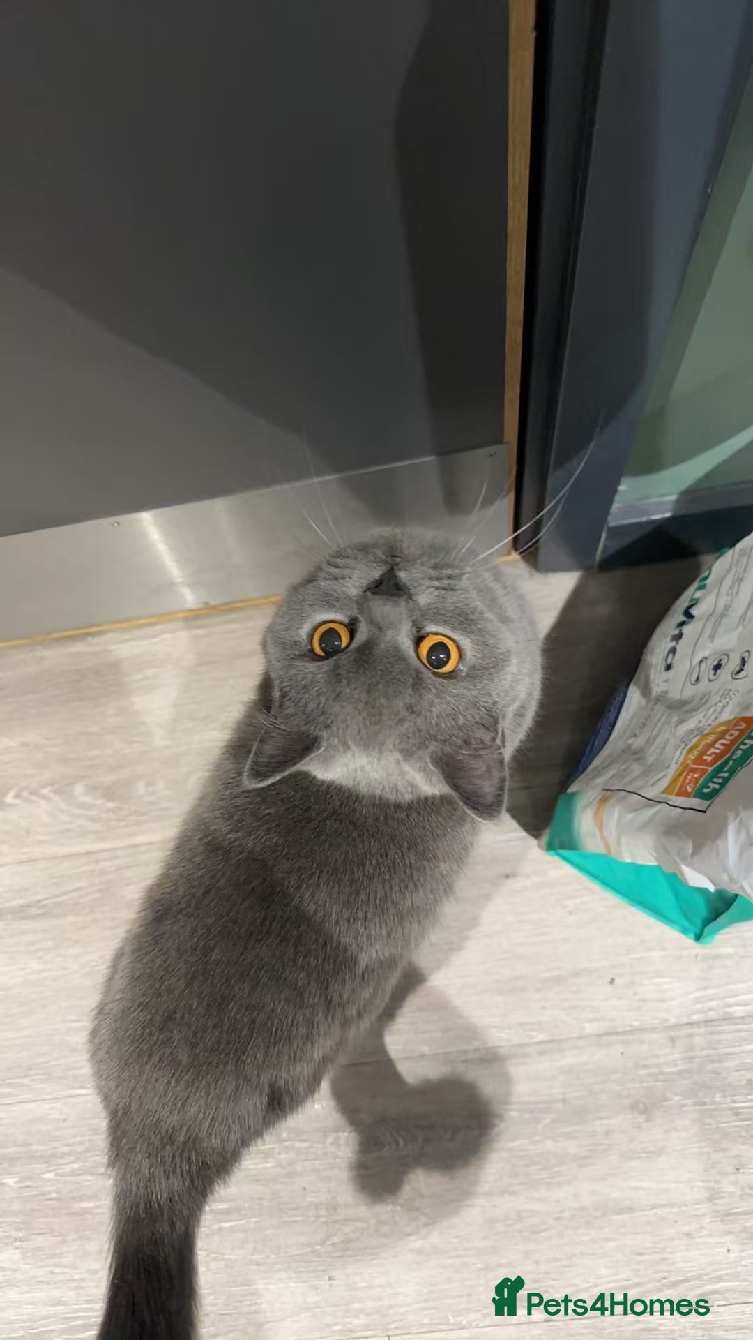 British Shorthair cats for sale: GCCF Active British shorthair blue queen for sale - Image 8