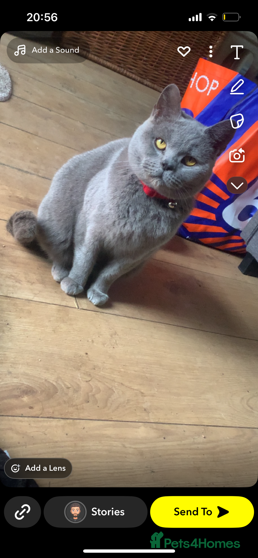 British Shorthair cats for sale:  British shorthairs  - Image 4