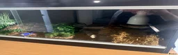 Python Snake reptiles for sale: Pied Royal Python & Full Setup – £400 ONO in Eastbourne - Advert 7